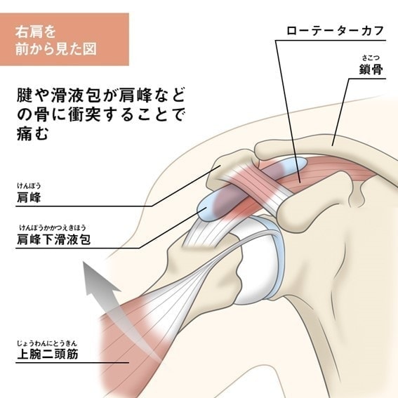 肩の解剖